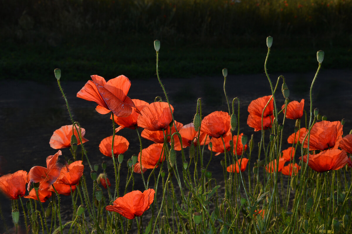 Танго алых мотыльков – на ветру танцуют маки... - Надежда Куркина Танго алых мотыльков – на ветру танцуют маки... - Надежда Куркина