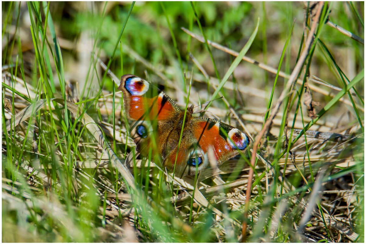 Первые бабочки... - Sergey (Apg)