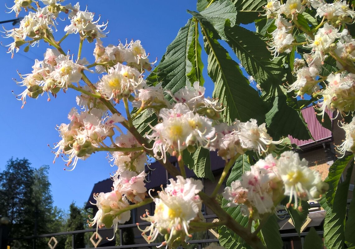 Когда цветут каштаны - Елена Семигина