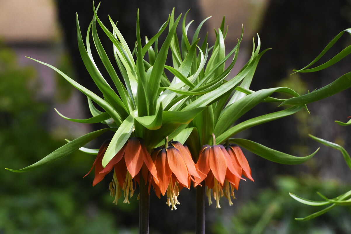 Весна в Ботаническом... - Наташа ***** Весна в Ботаническом... - Наташа *****