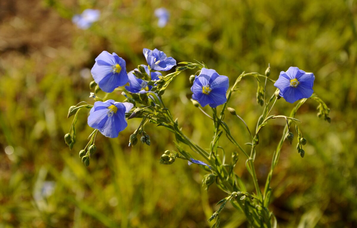 ...голубые глазки раскрывает лен ... - Надежда Куркина ...голубые глазки раскрывает лен ... - Надежда Куркина