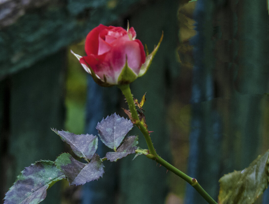 Бутон розы - Валентин Семчишин