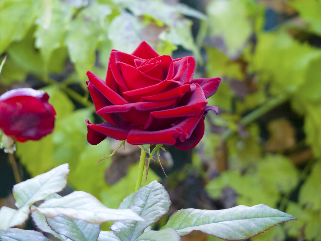 Бархатная роза - Валентин Семчишин Бархатная роза - Валентин Семчишин