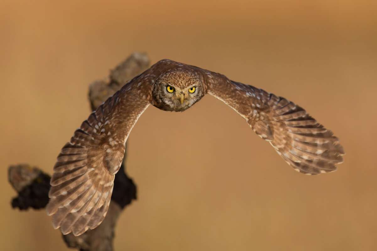 *** - Евгений Фруман *** - Евгений Фруман