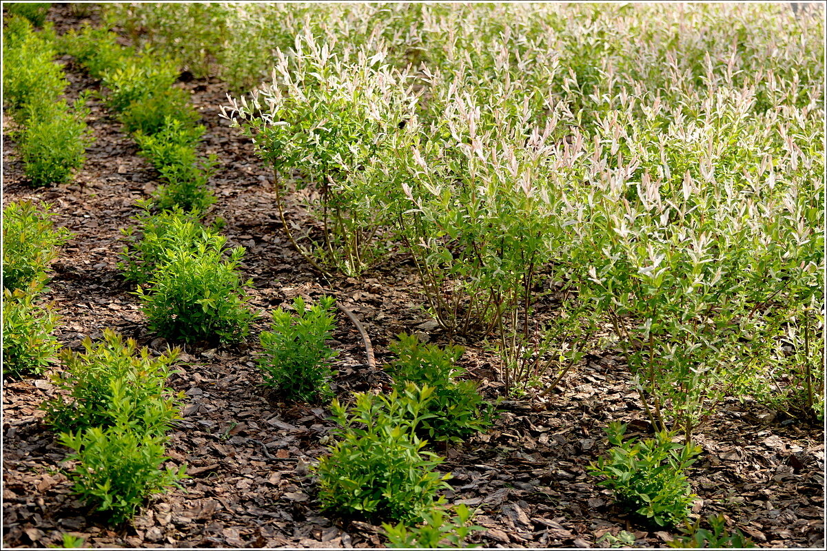 Озеленение парка - Сеня Белгородский Озеленение парка - Сеня Белгородский