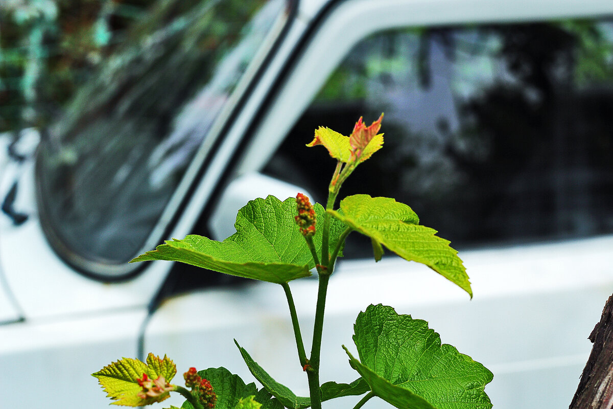 Виноград растёт - Юрий Гайворонскiий Виноград растёт - Юрий Гайворонскiий