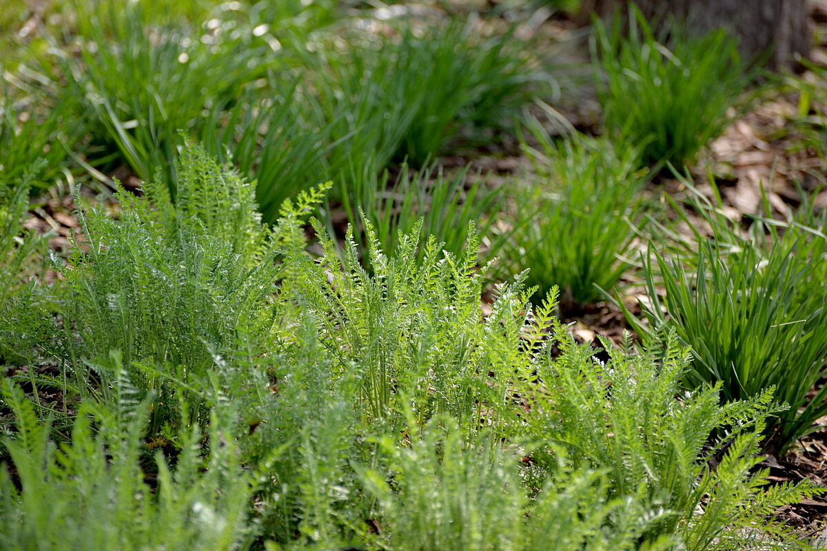 Молодая травка - Сеня Белгородский