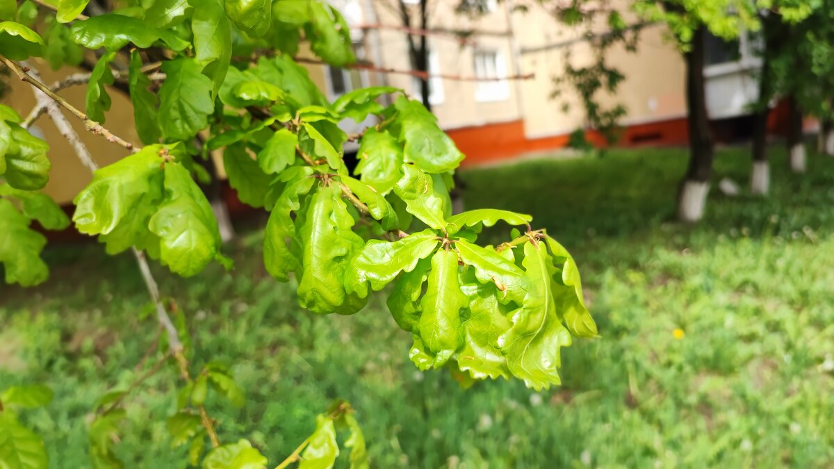 ,,, - Сергей Тимоновский