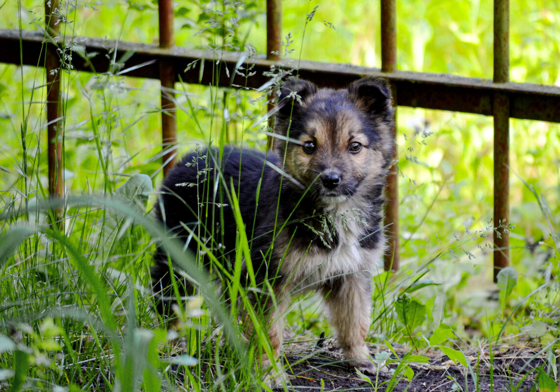 Дитя природы - Nina Streapan Дитя природы - Nina Streapan