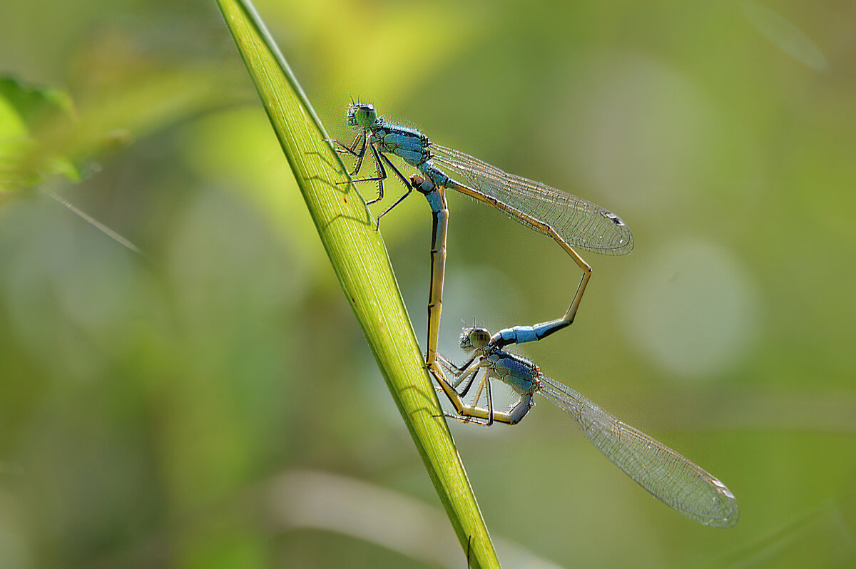 Весна однако.... - Надежда Куркина Весна однако.... - Надежда Куркина