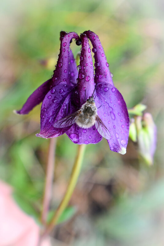 Жужжало на водосборе - Nina Streapan Жужжало на водосборе - Nina Streapan