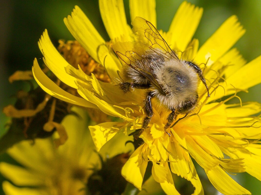 Краски лета. - Алексей Трухин