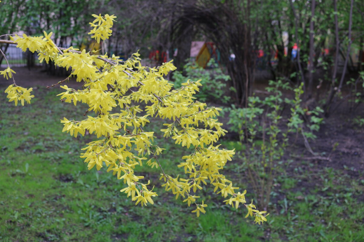 Питерский дворики - Ольга Питерский дворики - Ольга