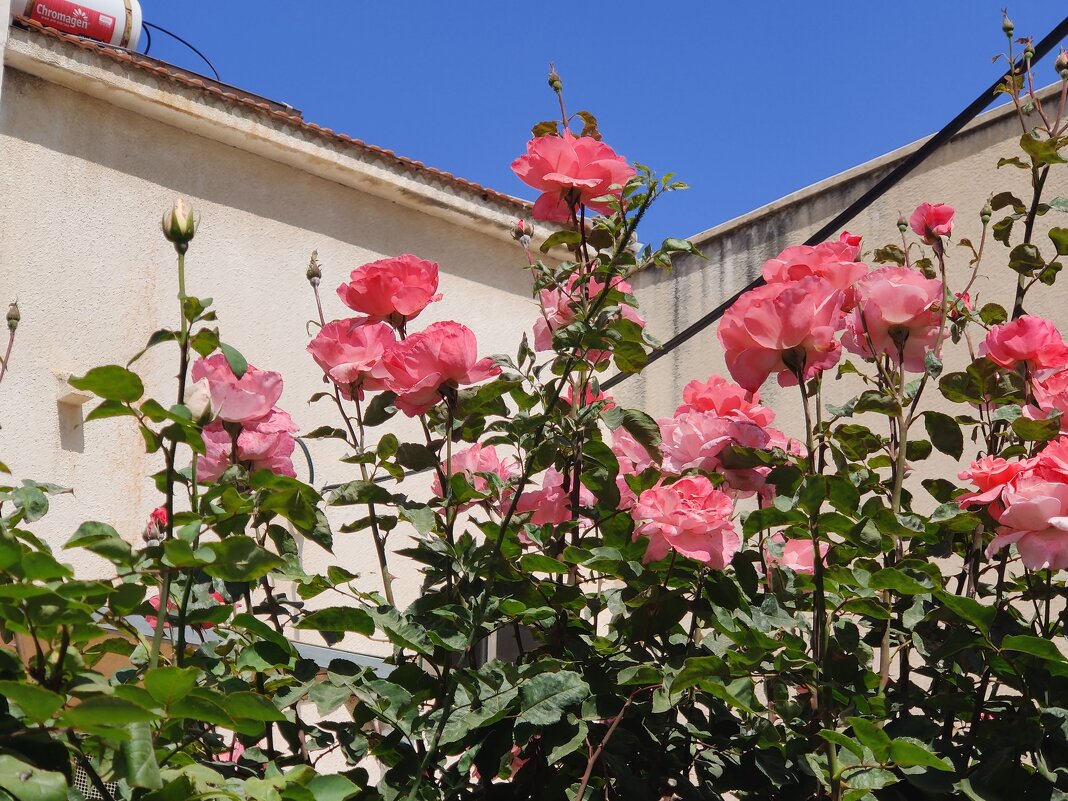 Розы за забором. - Светлана Хращевская Розы за забором. - Светлана Хращевская