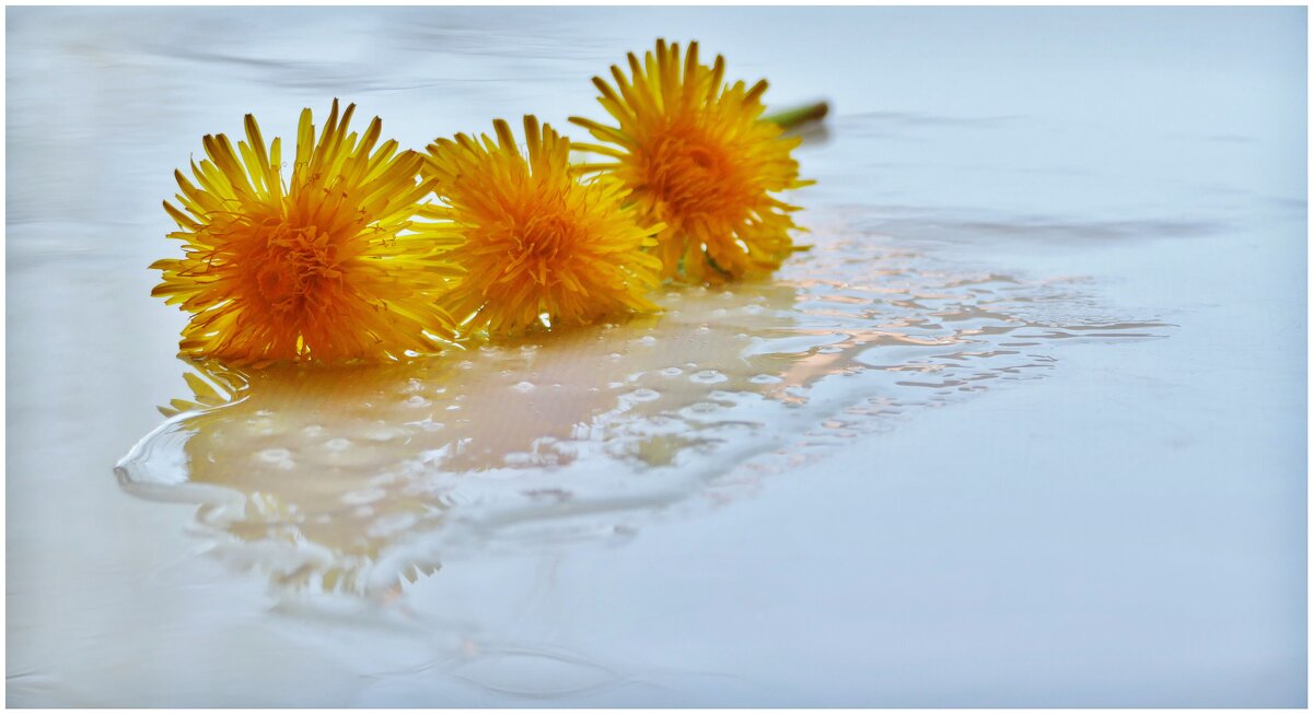 ОДУВАНЧИКИ... - Elvira E. ОДУВАНЧИКИ... - Elvira E.