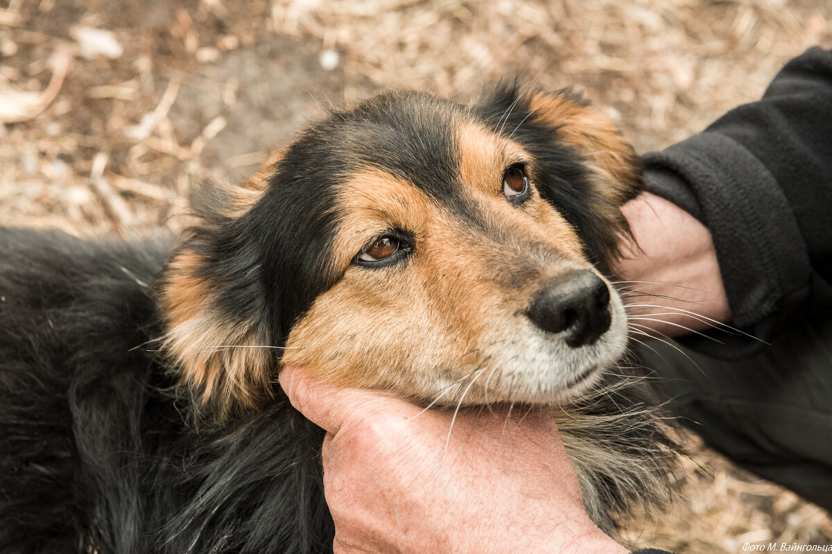 Из серии "Животные на войне". Боец Буся - Михаил Из серии "Животные на войне". Боец Буся - Михаил