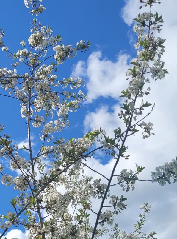 Май - Вера (makivera)