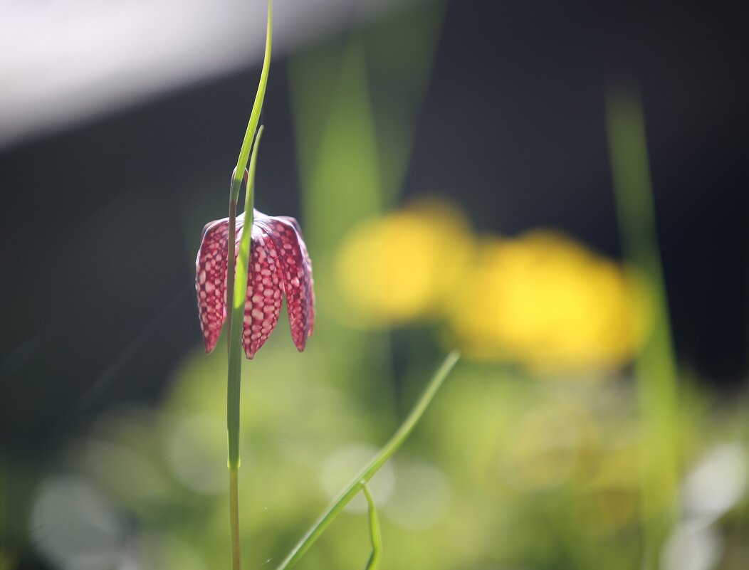 Kungängslilia - liudmila drake Kungängslilia - liudmila drake