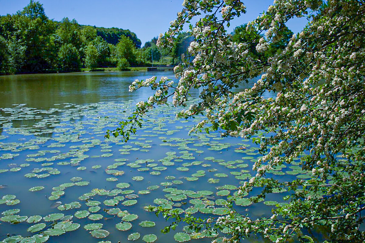 Местный пруд. - Lucy Schneider Местный пруд. - Lucy Schneider