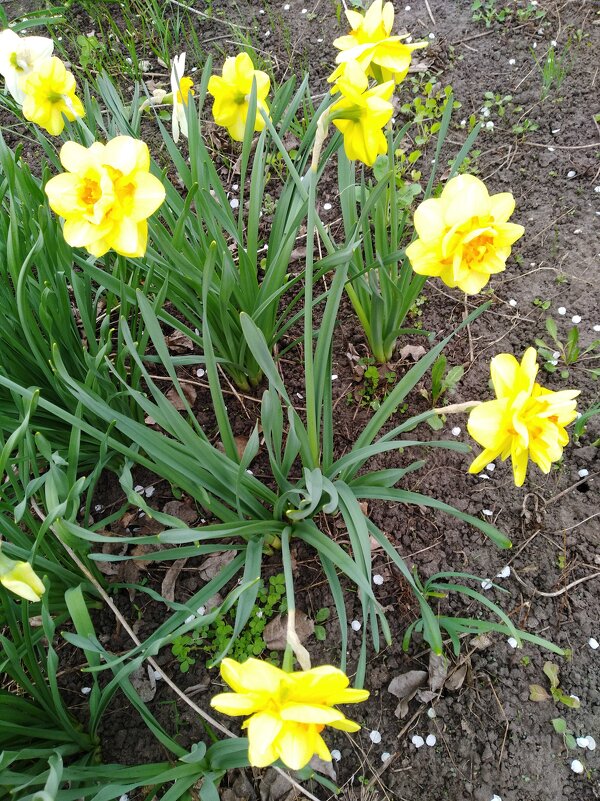 Нарциссы  на даче - Нина Колгатина 
