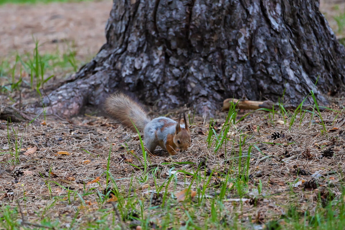 Белка - Александр Синдерёв