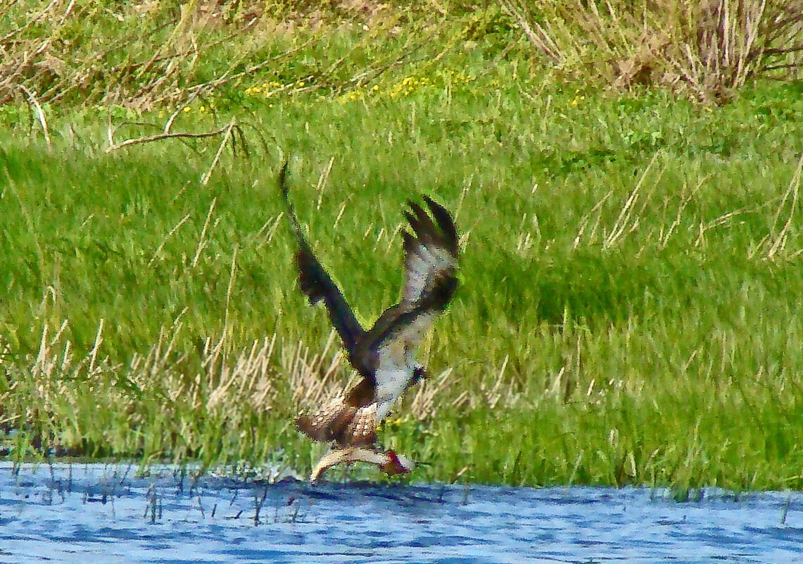 удачная рыбалка - gawrilа - dan удачная рыбалка - gawrilа - dan