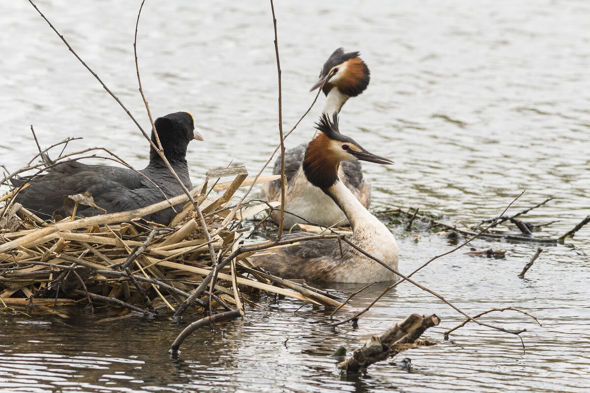 Редкие птицы парка Победы в Санкт-Петербург - Алексей Булак Редкие птицы парка Победы в Санкт-Петербург - Алексей Булак