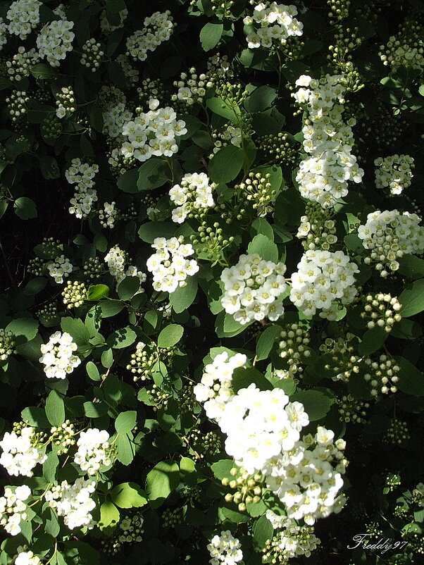 Спирея - Freddy 97 Спирея - Freddy 97