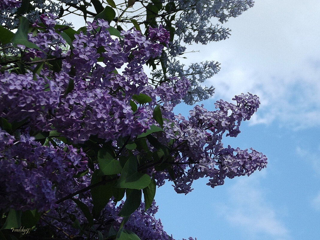 Сирень - Freddy 97 Сирень - Freddy 97