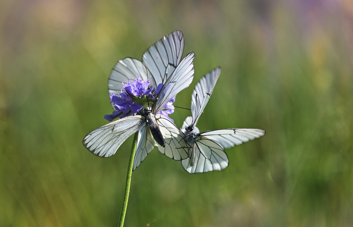Самый сладкий) - Лилия . Самый сладкий) - Лилия .