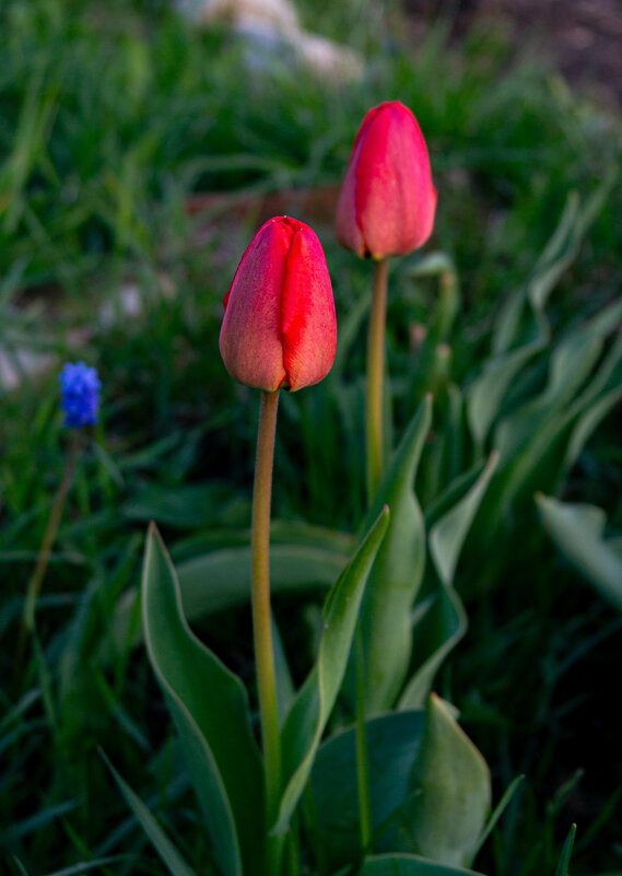Тюльпаны - Светлана Мишенёва Тюльпаны - Светлана Мишенёва