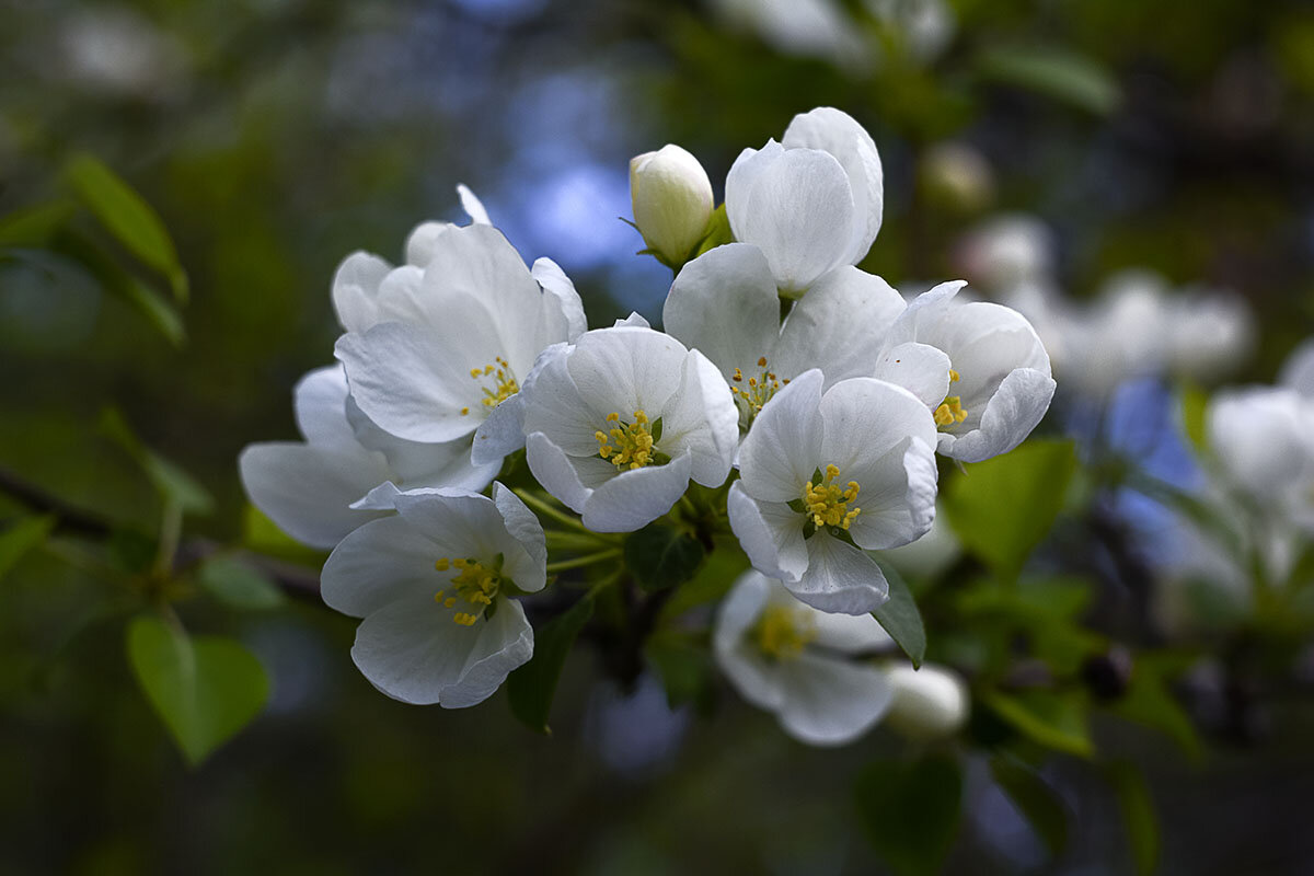 Весенняя нежность - Геннадий Супрун Весенняя нежность - Геннадий Супрун