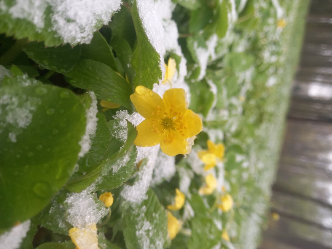 Ветреница - Сапсан 