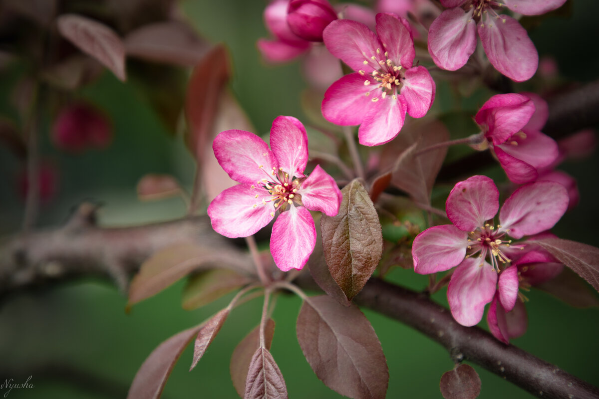Розовенькое, в цветочках) - Nyusha .