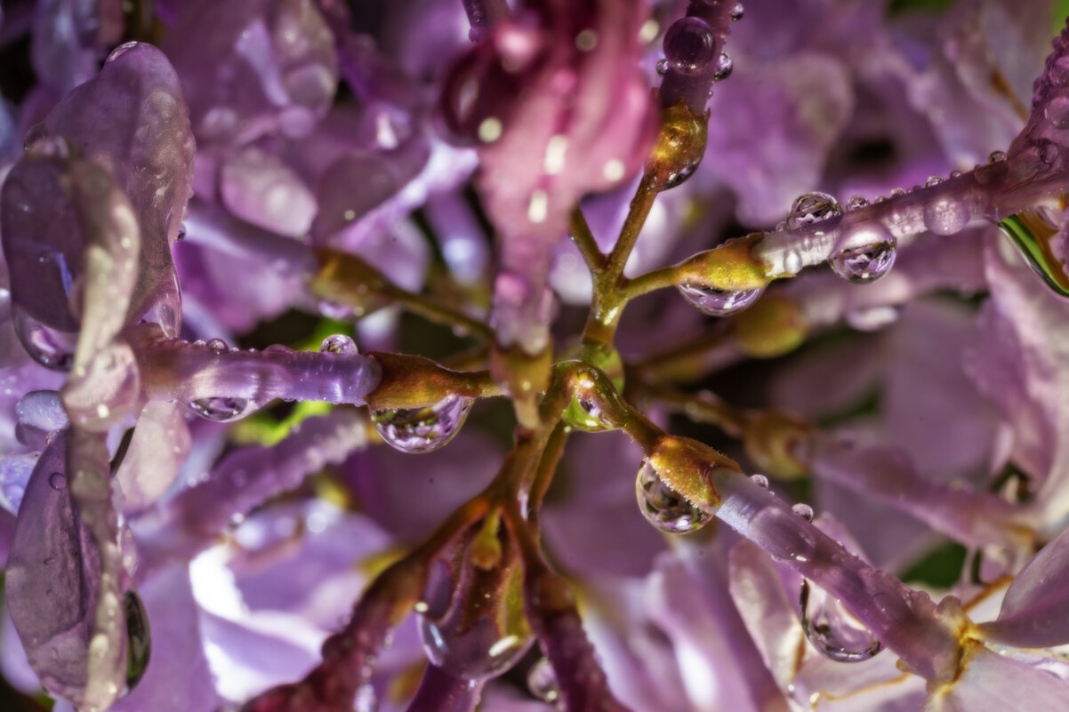 Капли сирени - sorovey Sol