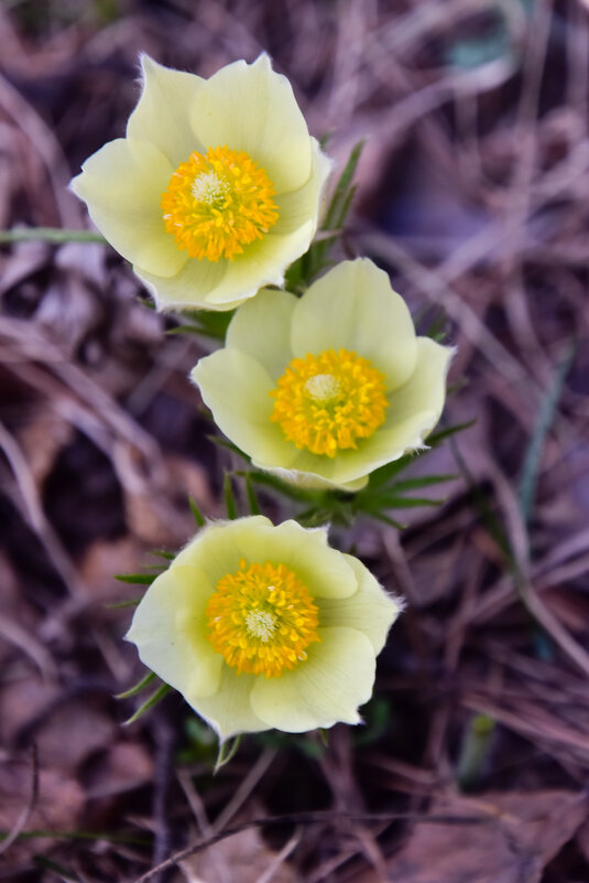 Первые цветы в Сибири - Владимир Звягин Первые цветы в Сибири - Владимир Звягин