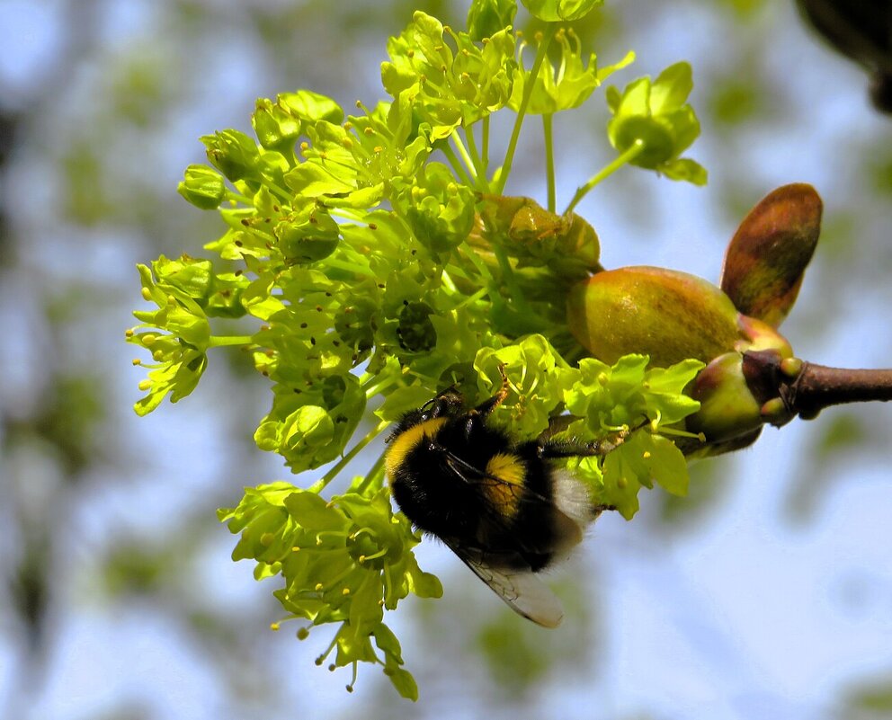 *** - Лариса С.