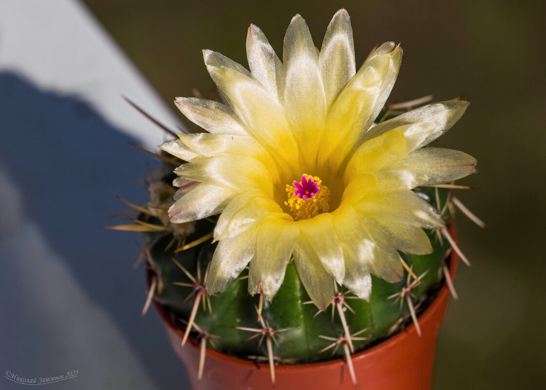 Цветение кактуса Notocactus submammulosus - Николай Зиновьев Цветение кактуса Notocactus submammulosus - Николай Зиновьев