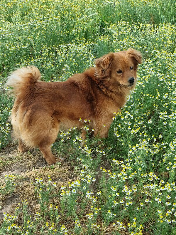На ромашковом лугу - Наталья На ромашковом лугу - Наталья