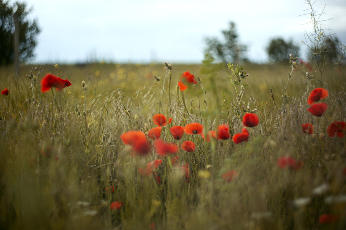 *** - Яна Горбунова