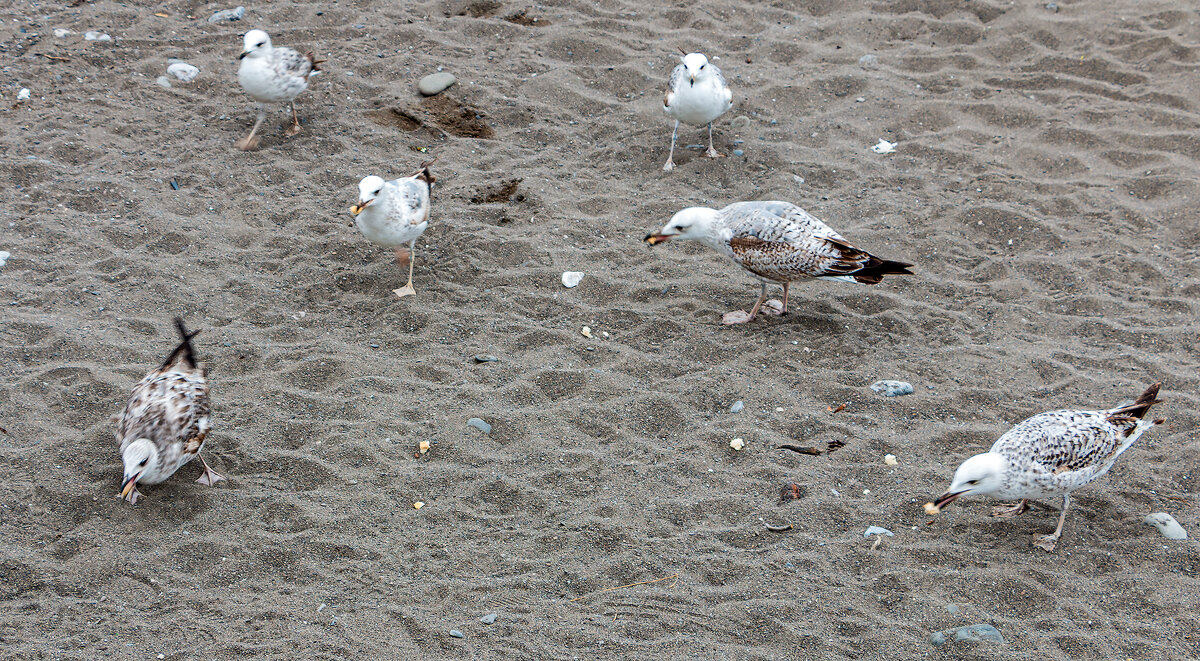 Корма хватило почти всем - Юрий Яловенко Корма хватило почти всем - Юрий Яловенко