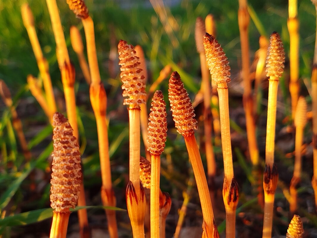 побеги хвоща - светлана льдокова побеги хвоща - светлана льдокова