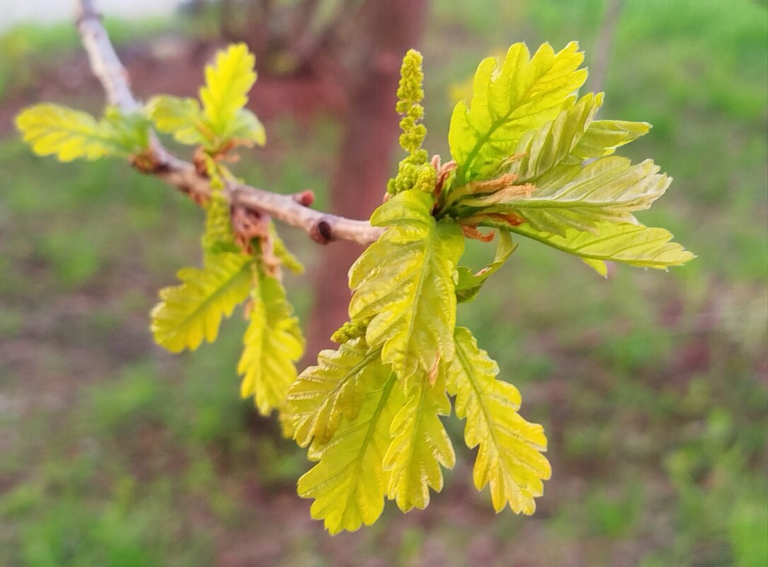 Молодые листья дуба - светлана льдокова Молодые листья дуба - светлана льдокова