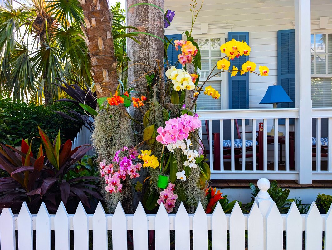 Разные орхидеи - Мария Делла Разные орхидеи - Мария Делла