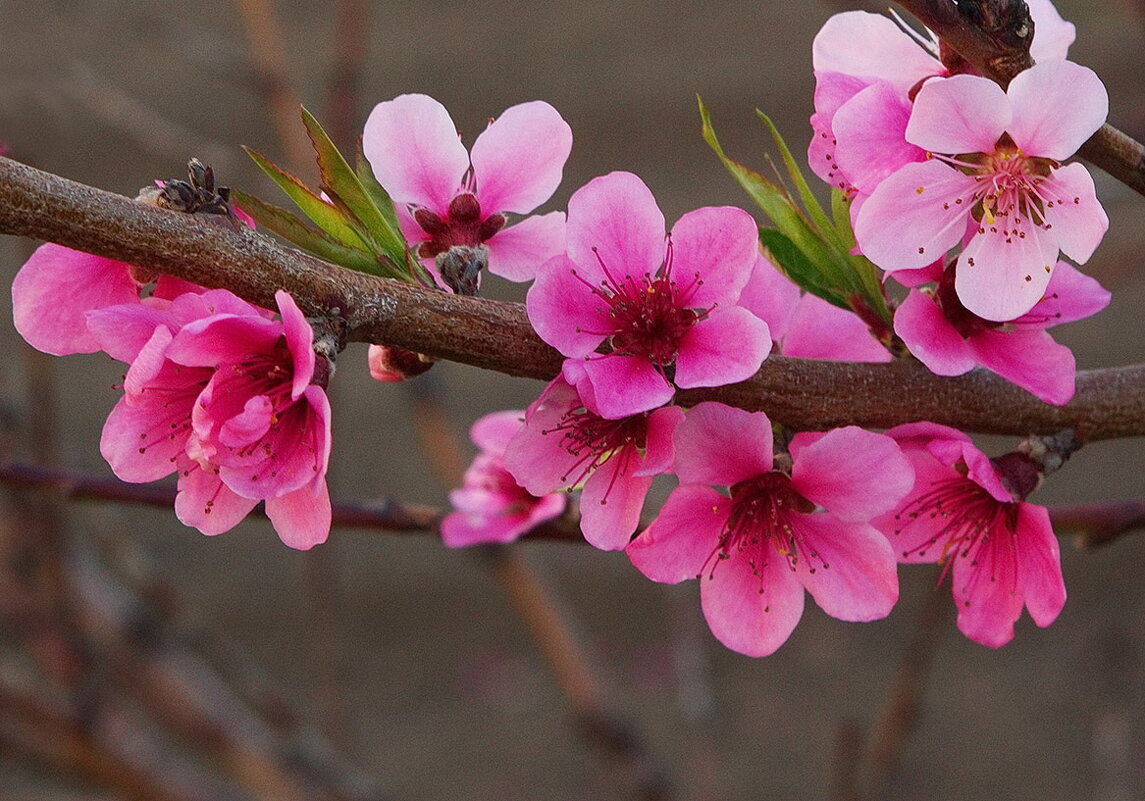 Цветение миндаля - Наталья S