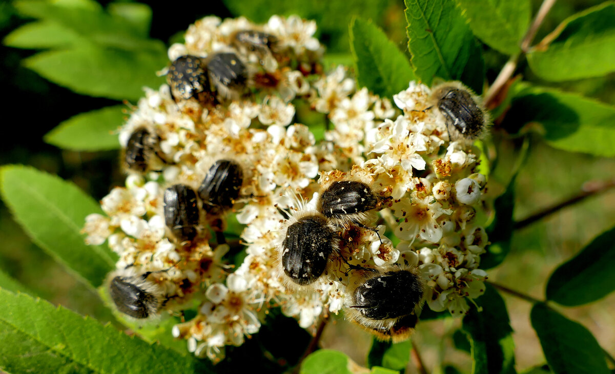 Картинки начала мая 2 - Александр Прокудин Картинки начала мая 2 - Александр Прокудин