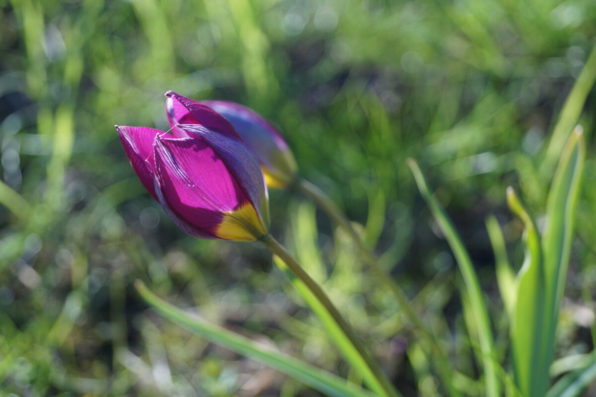 тюльпан - Anna-Sabina Anna-Sabina тюльпан - Anna-Sabina Anna-Sabina