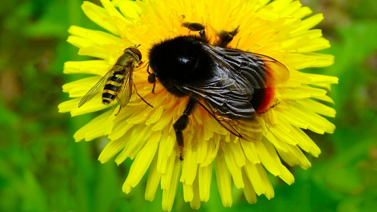 Мирное сосуществование - шмель и журчалка на одуванчике. - Милешкин Владимир Алексеевич 