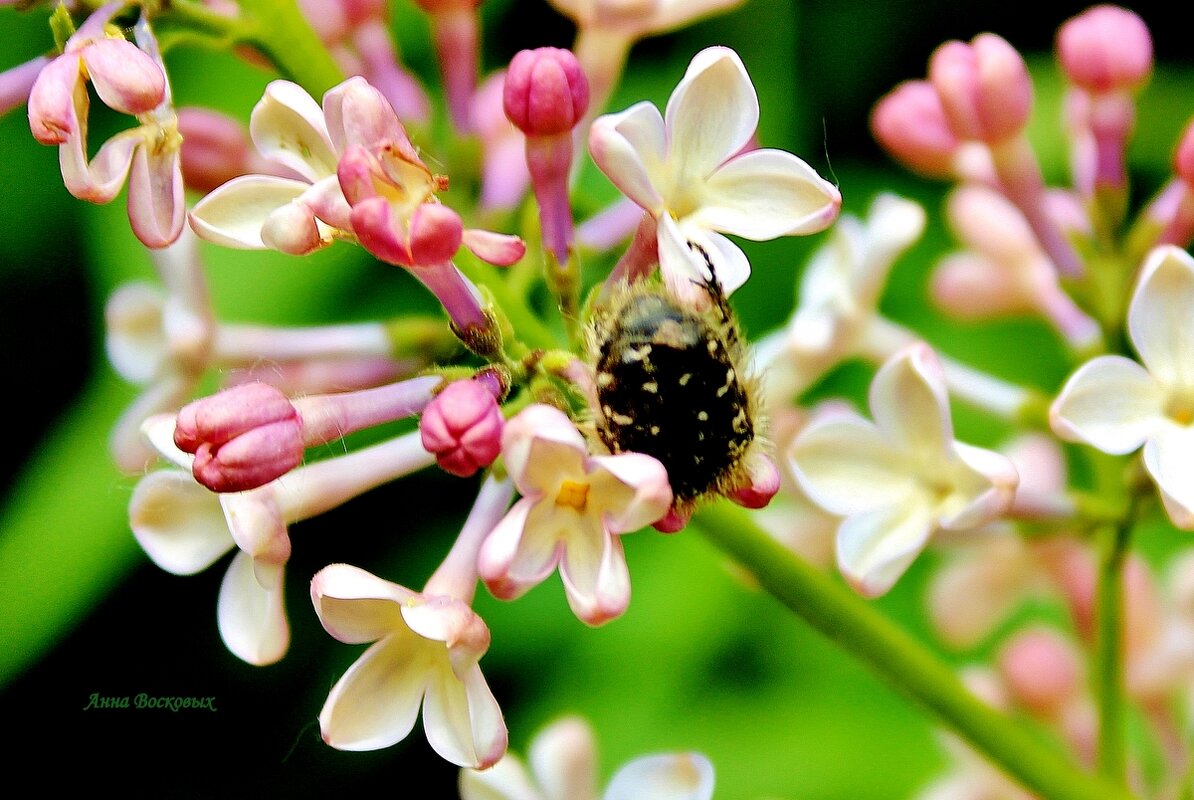 Не успели цветочки раскрыться, а вредители тут, как тут! - Восковых Анна Васильевна Не успели цветочки раскрыться, а вредители тут, как тут! - Восковых Анна Васильевна