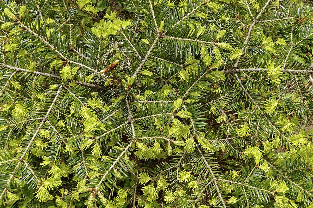 Молодые иголочки на пихте сибирской - Валерий Иванович Молодые иголочки на пихте сибирской - Валерий Иванович